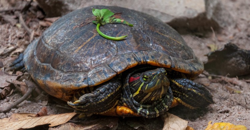 Ask Dr. Jenn: Why is My Red Eared Slider Turtle Losing Scales?